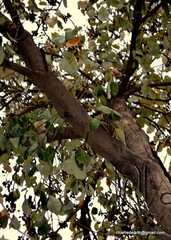 Magnoliopsida