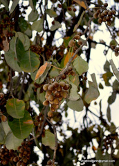 Magnoliopsida