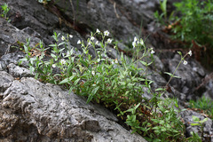 Cerastium furcatum