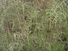 Coprosma decurva