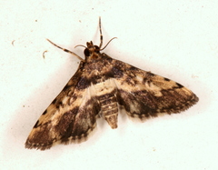 Nacoleia amphicedalis