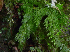 Hymenophyllum bivalve image
