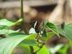 Autochton bipunctatus