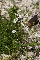 Cerastium furcatum