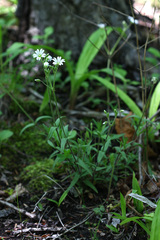 Cerastium furcatum
