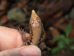 Holcosus leptophrys