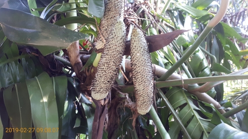 Dragon tail plant (Epipremnum pinnatum)