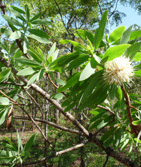 Protea
