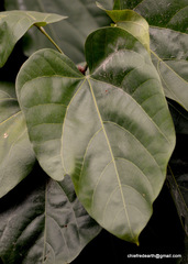 Pterygota alata