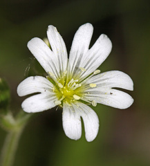 Cerastium furcatum