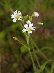 Cerastium furcatum