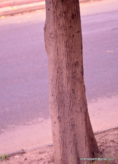 Pterygota alata