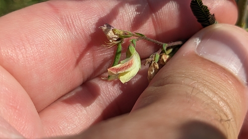 Image of Aeschynomene indica by (c) Joseph Aubert, some rights reserved (CC BY)