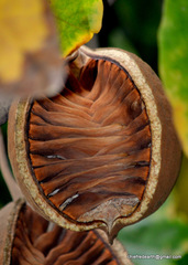 Pterygota alata