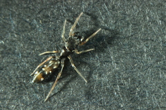 Myrmarachne nigella