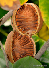Pterygota alata