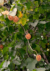 Pterygota alata