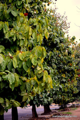 Pterygota alata