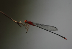Pseudagrion pilidorsum declaratum