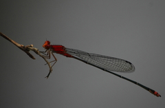 Pseudagrion pilidorsum declaratum