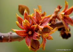 Pterygota alata