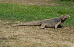 Cyclura nubila
