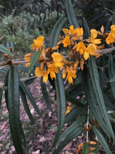 Oxylobium arborescens R.Br.