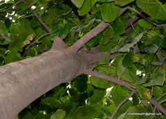 Pterygota alata