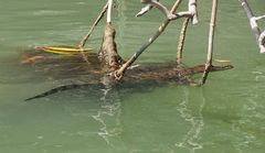 Crocodylus moreletii