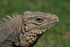 Cyclura nubila