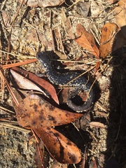 Plethodon ocmulgee