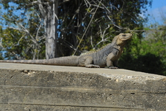 Cyclura nubila