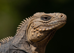 Cyclura nubila
