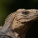 Iguanas de Las Rocas - Photo (c) Wayne Fidler, algunos derechos reservados (CC BY-NC)