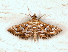 Sameodes