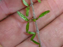 Coprosma decurva