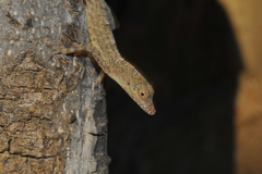 Anolis argenteolus