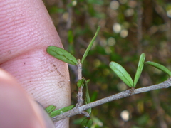 Coprosma decurva