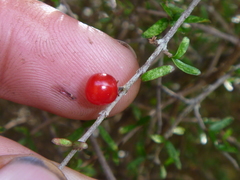 Coprosma decurva