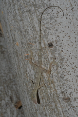 Anolis argenteolus