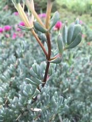 Ruschieae