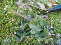 Ranunculus royi