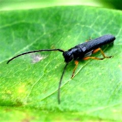 Oberea flavipes