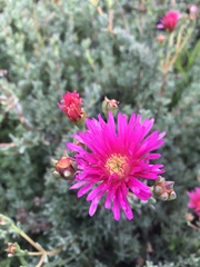 Ruschieae