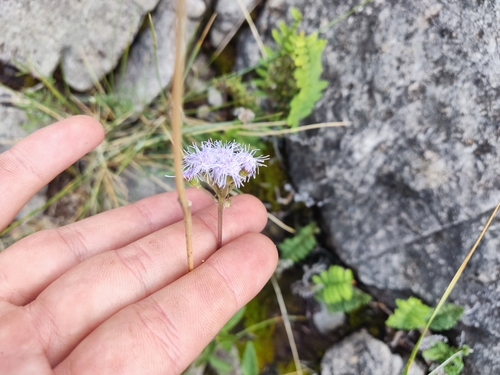 Image of Ageratum corymbosum by no rights reserved