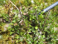 Ranunculus gracilipes