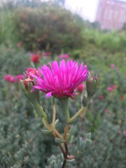 Ruschieae