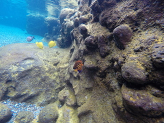 Centropyge loriculus