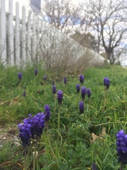 Muscari neglectum