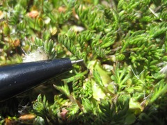 Anisotome imbricata prostrata